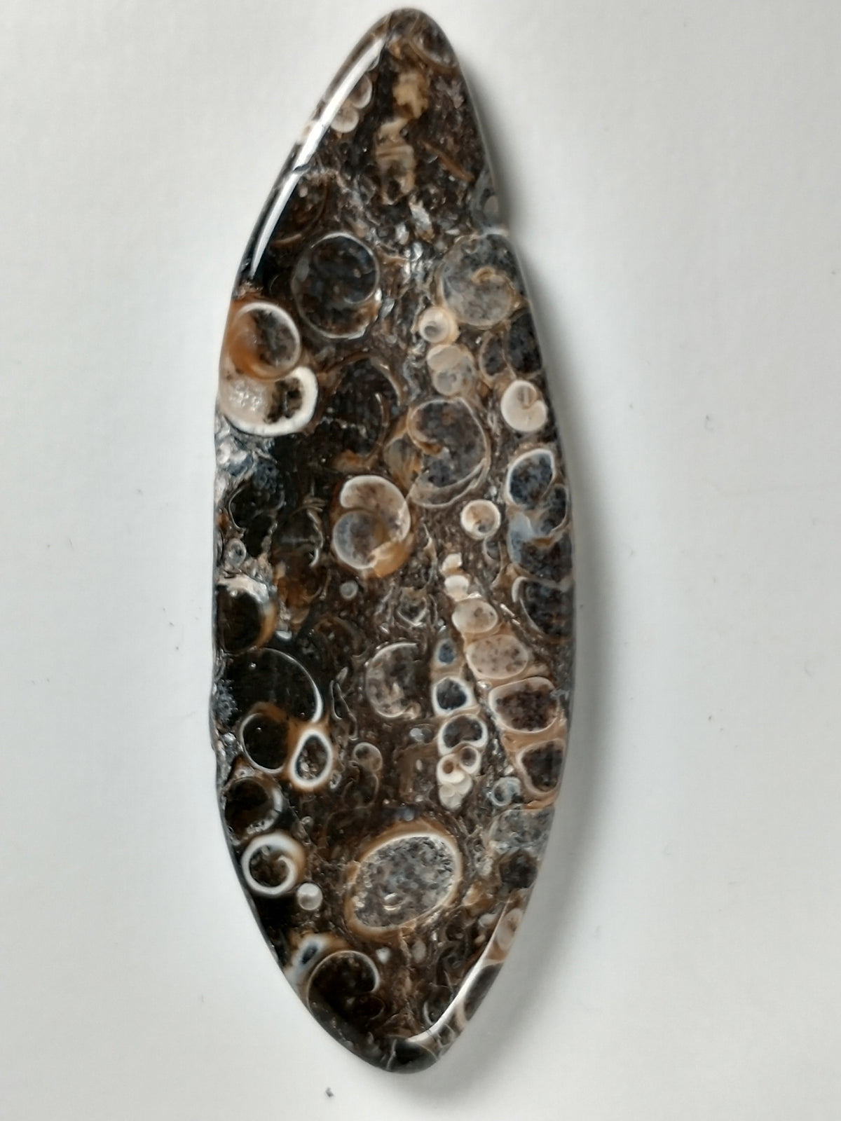 Turritella Agate Fossil Cabochon X Large