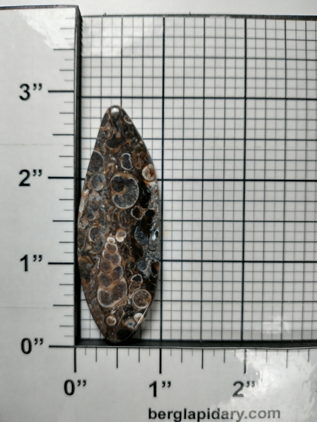 Turritella Agate Fossil Cabochon X Large