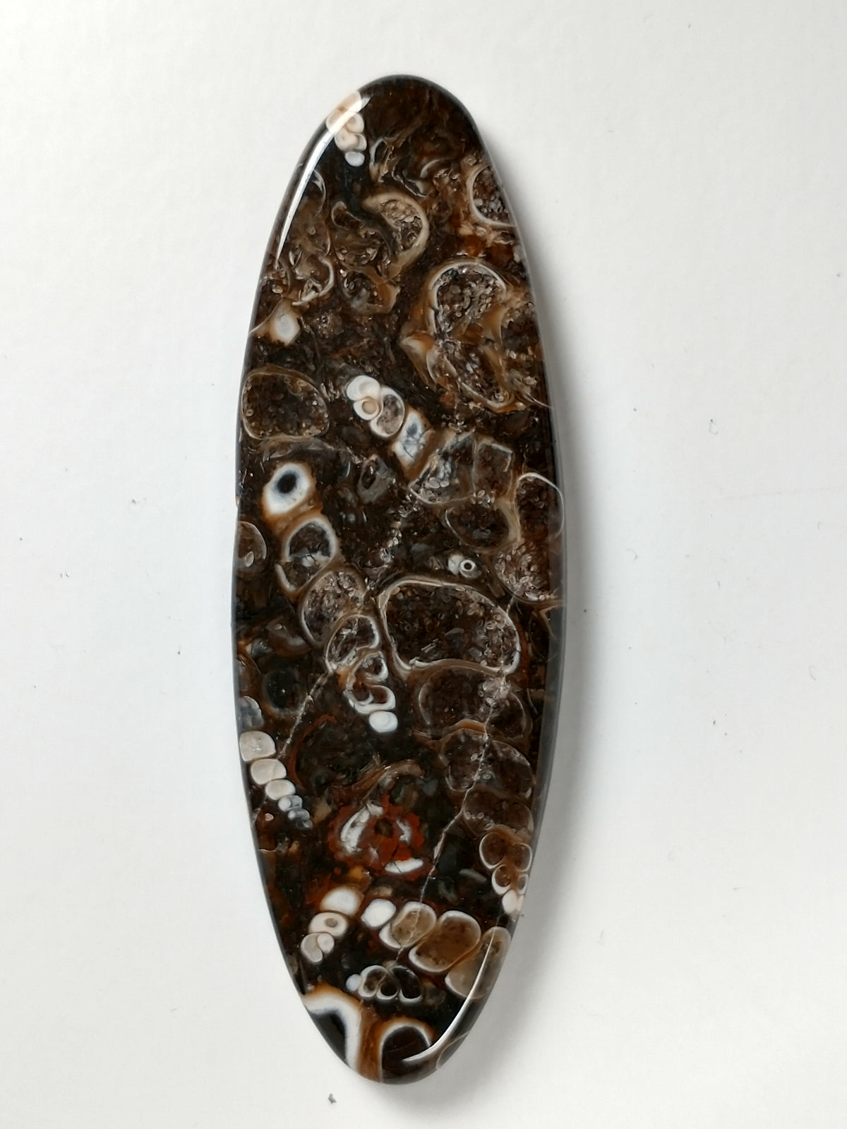 Turritella Agate Fossil Cabochon X Large