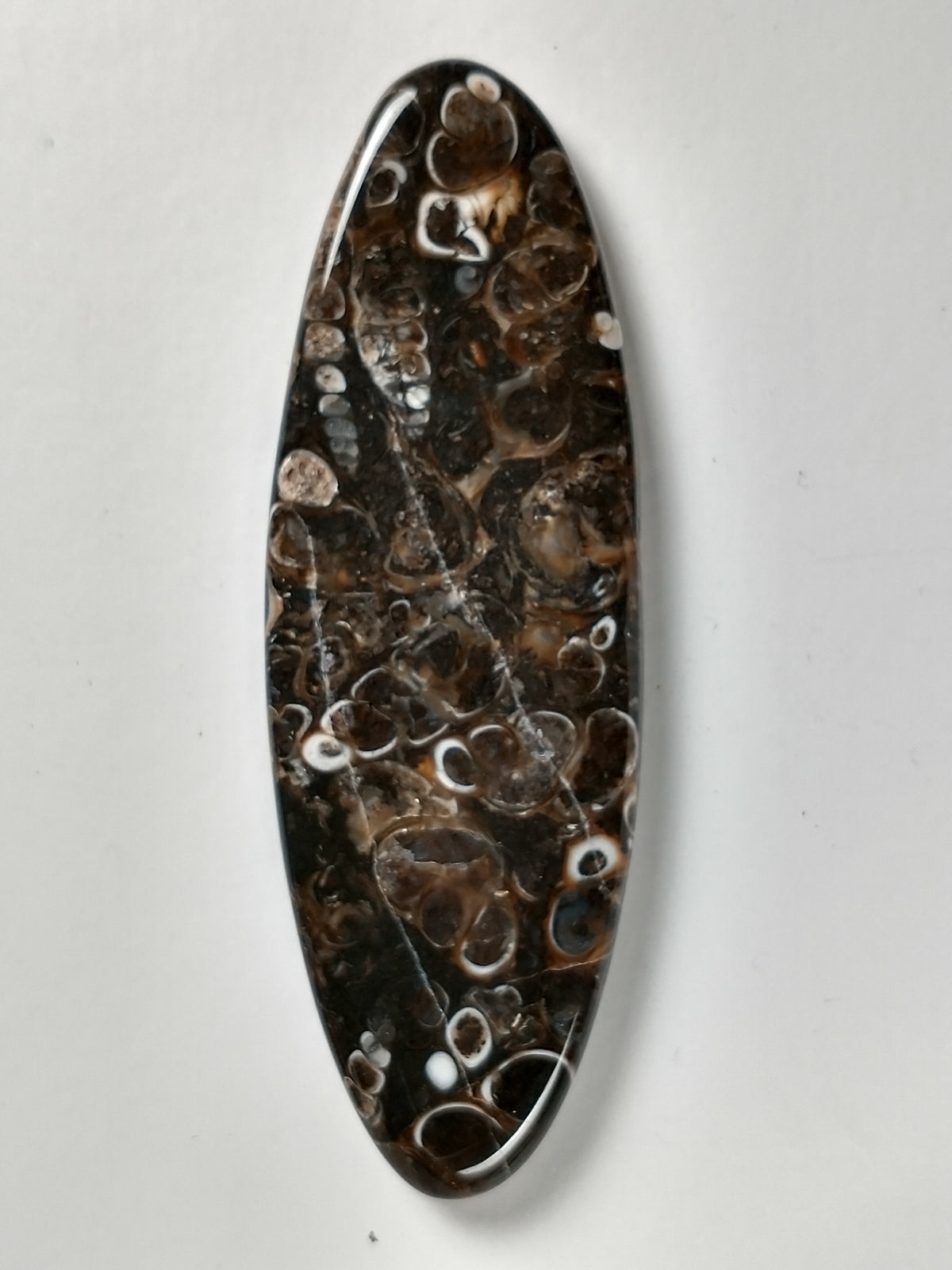 Turritella Agate Fossil Cabochon X Large