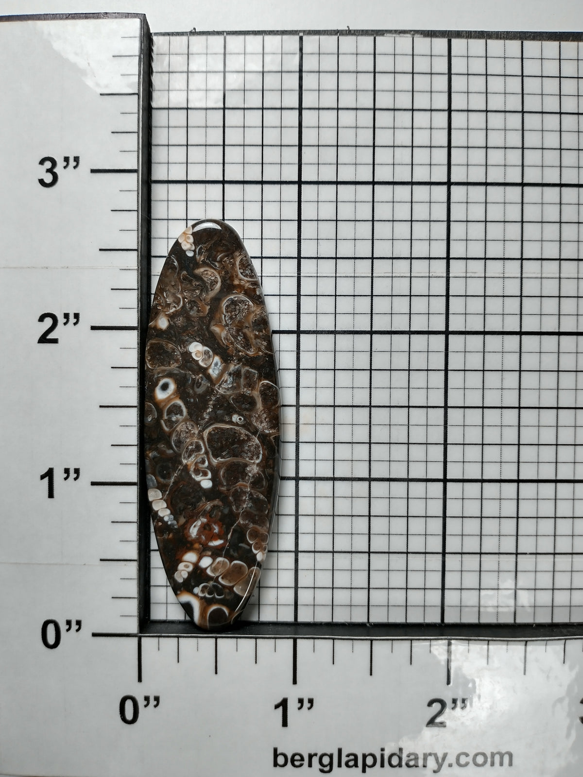 Turritella Agate Fossil Cabochon X Large