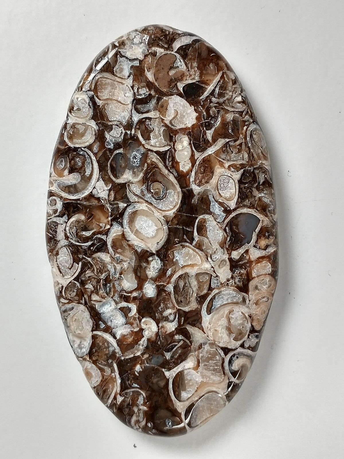 Turritella Agate Fossil Cabochon X Large