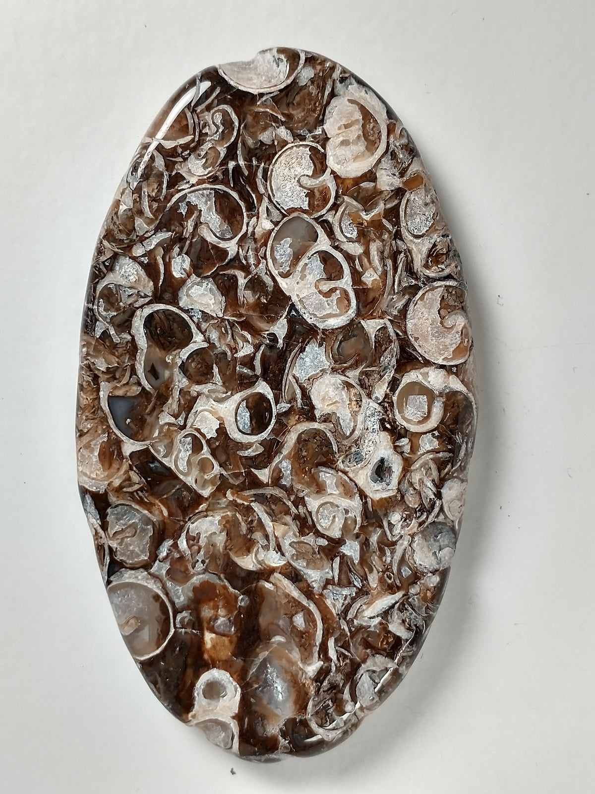 Turritella Agate Fossil Cabochon X Large