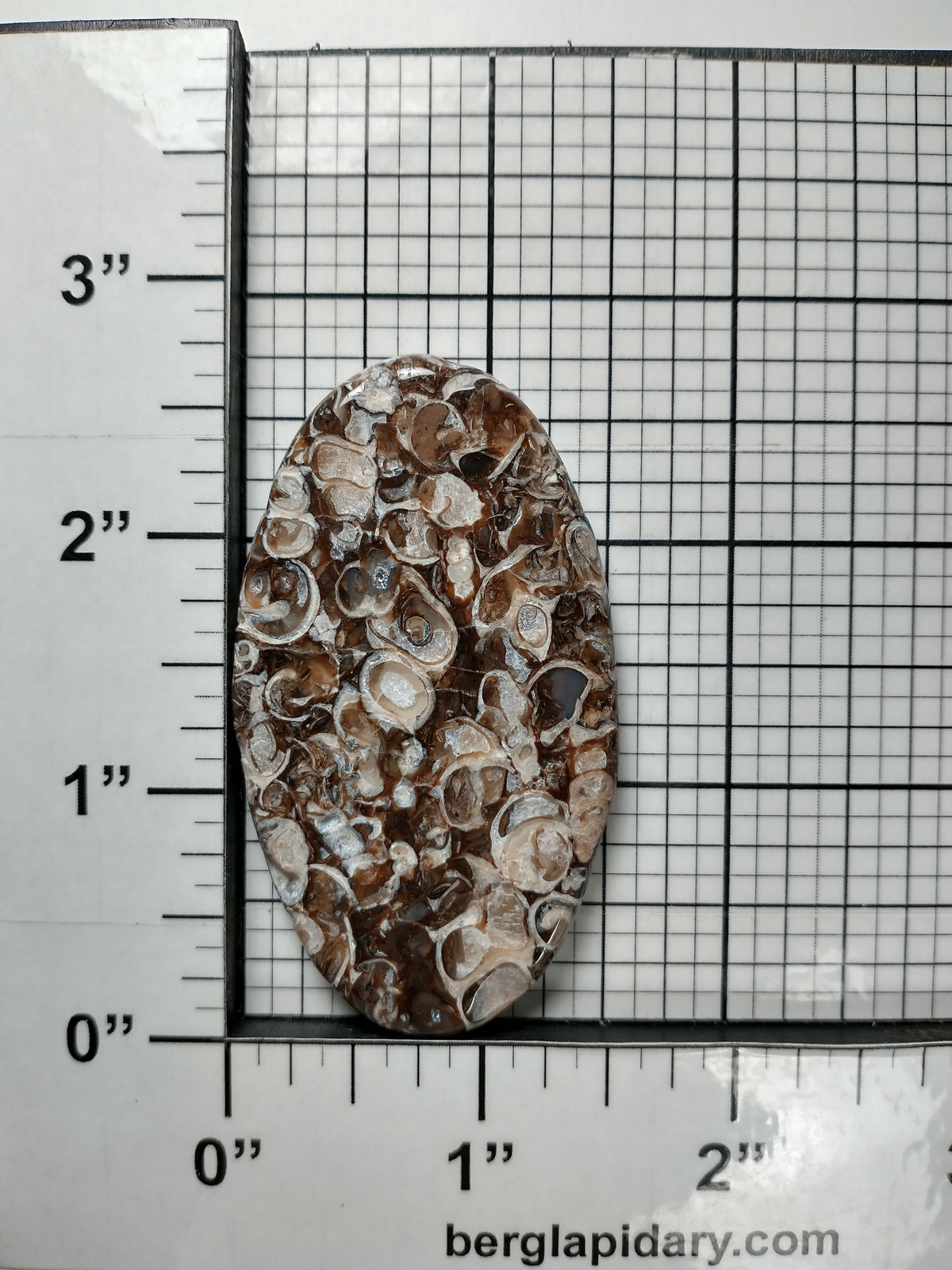 Turritella Agate Fossil Cabochon X Large