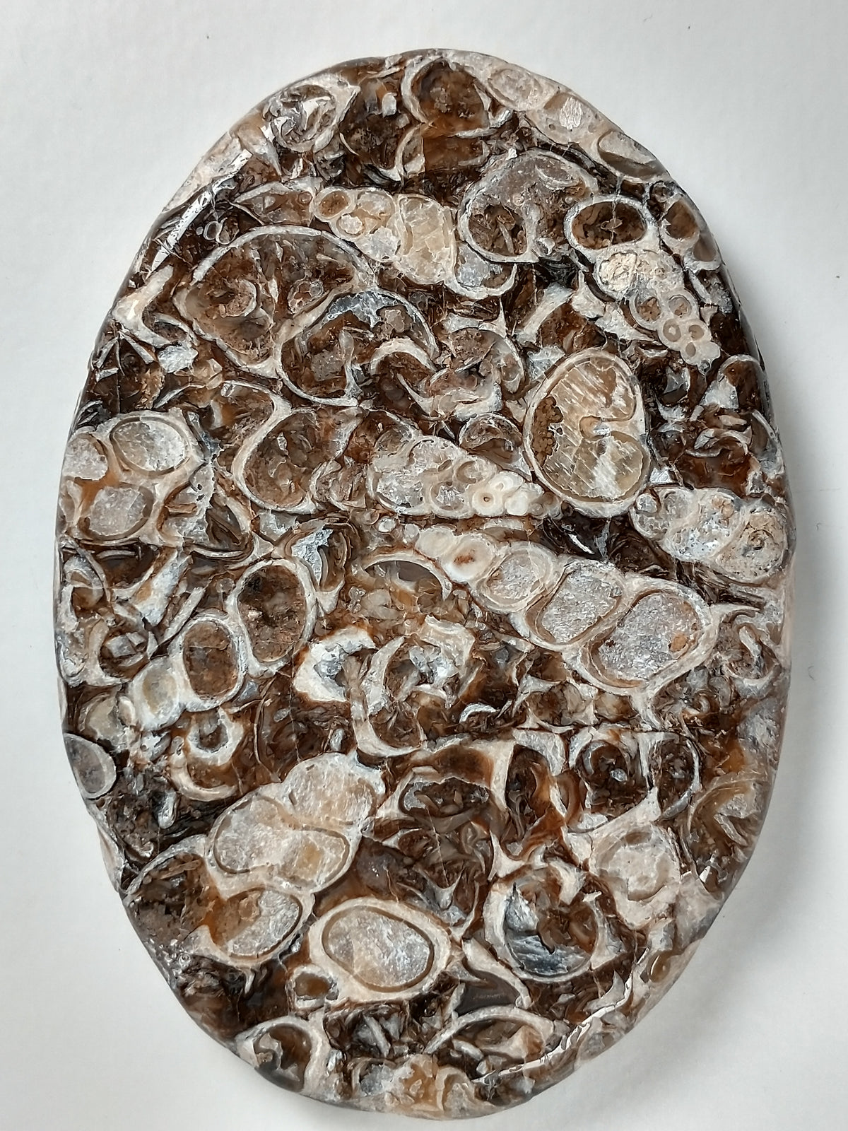 Turritella Agate Fossil Cabochon X Large