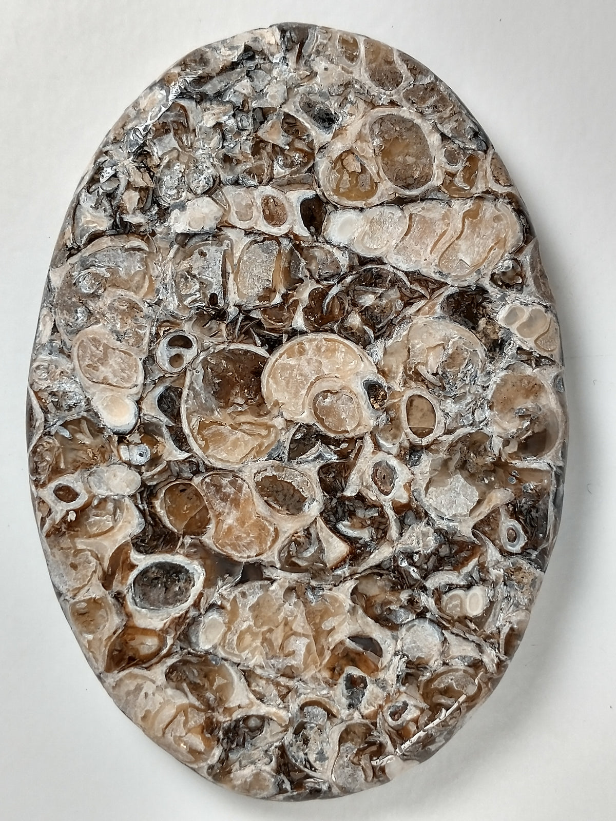 Turritella Agate Fossil Cabochon X Large