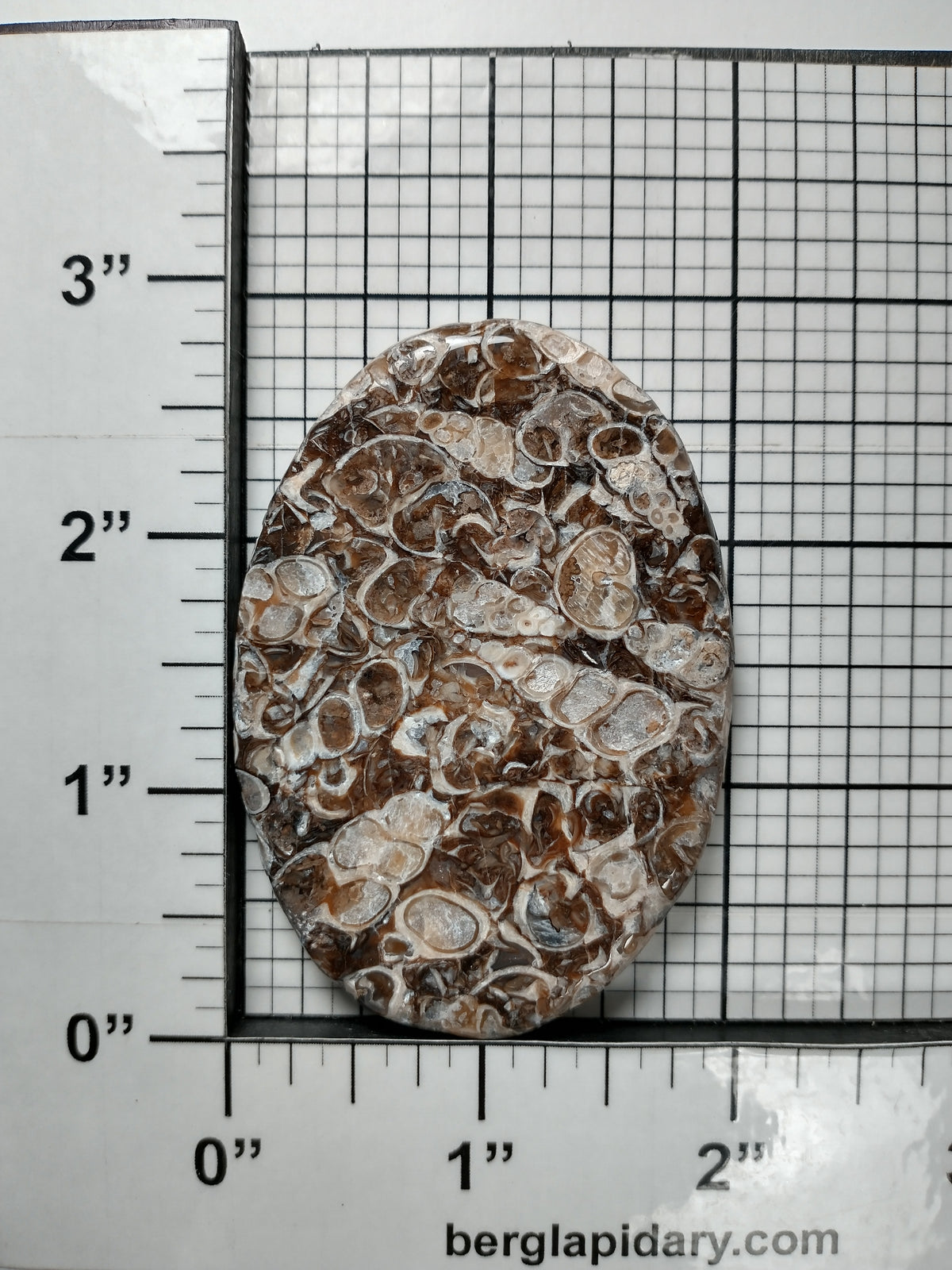 Turritella Agate Fossil Cabochon X Large