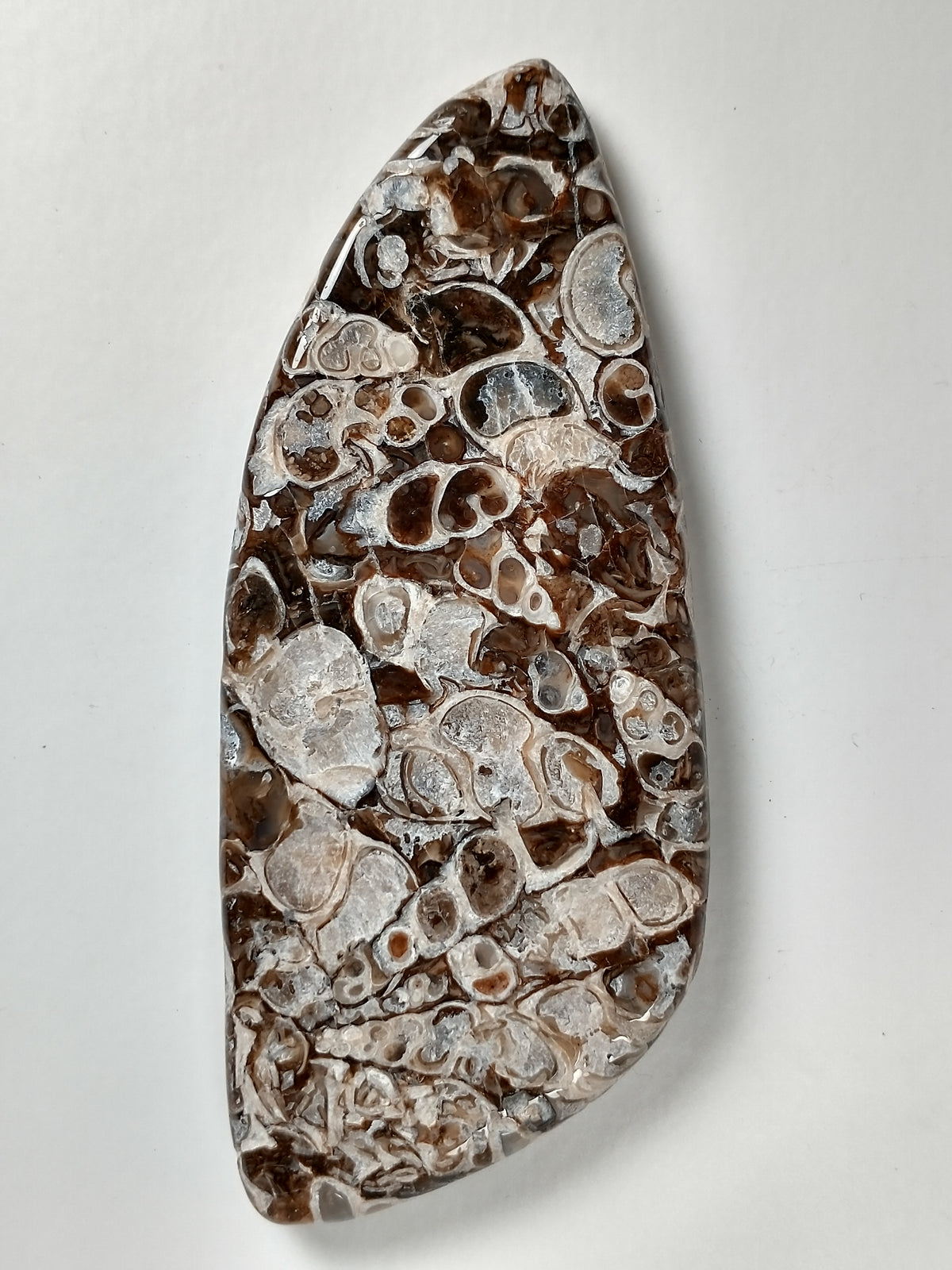 Turritella Agate Fossil Cabochon X Large