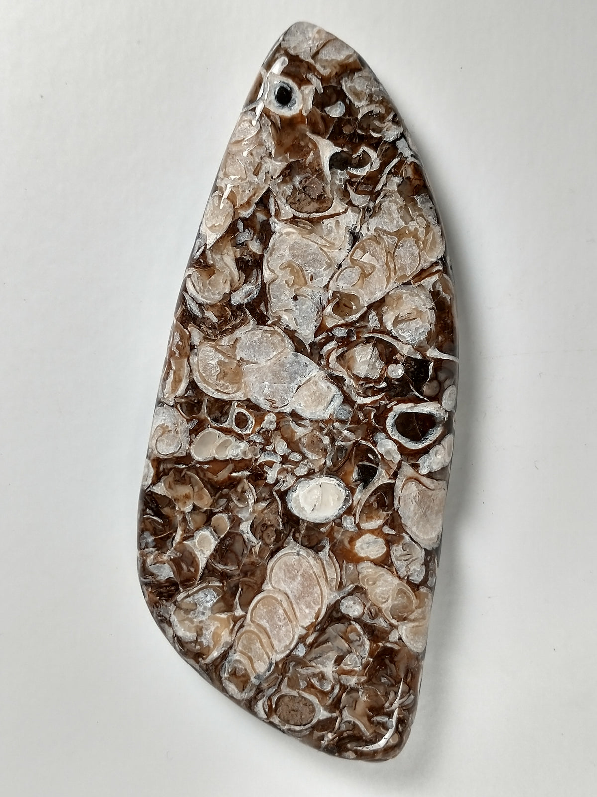 Turritella Agate Fossil Cabochon X Large