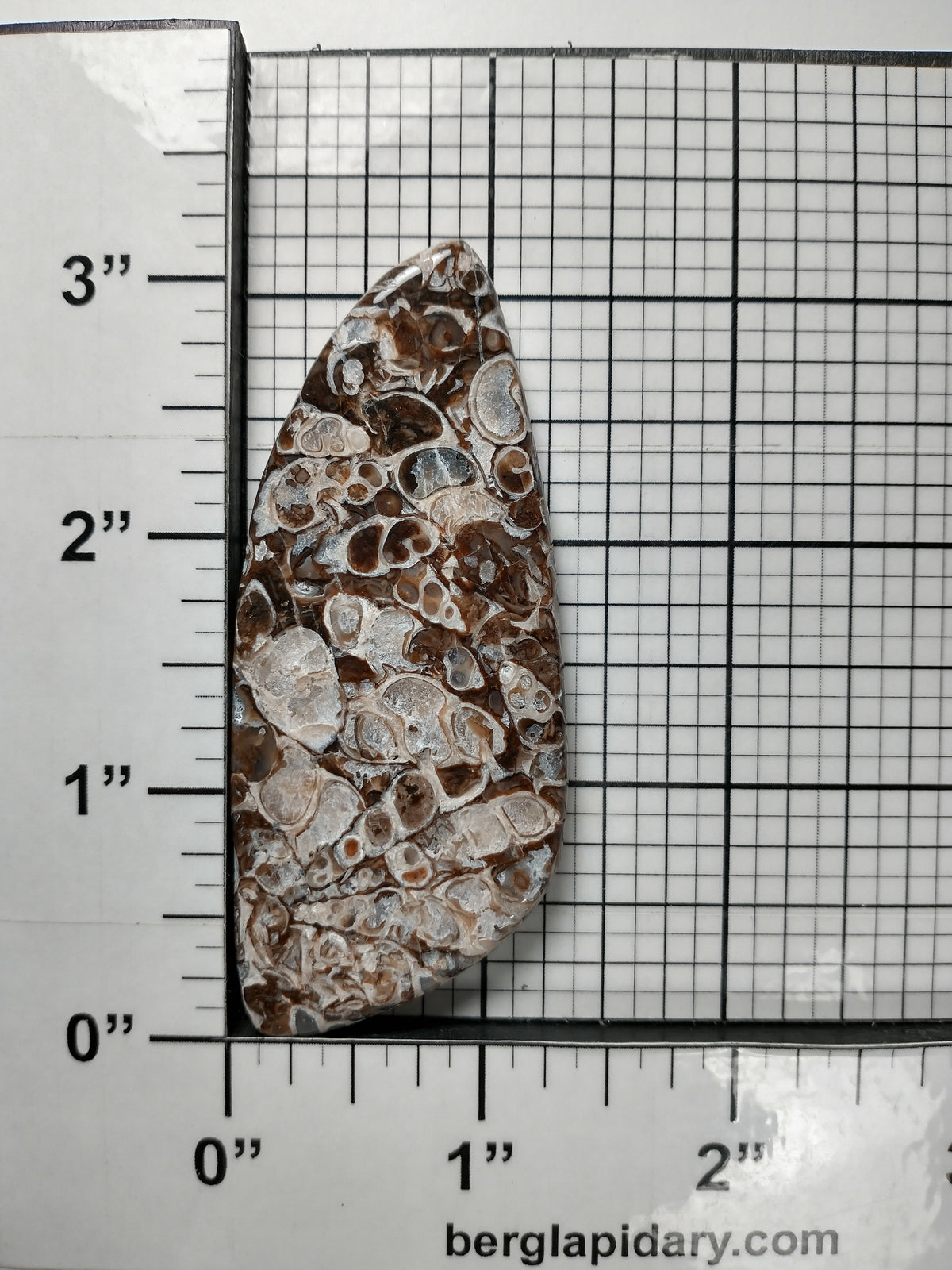 Turritella Agate Fossil Cabochon X Large