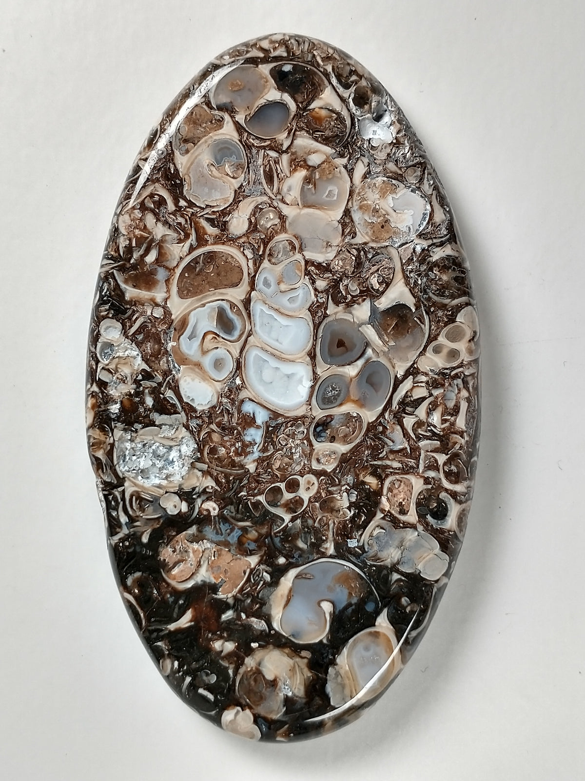 Turritella Agate Fossil Cabochon X Large