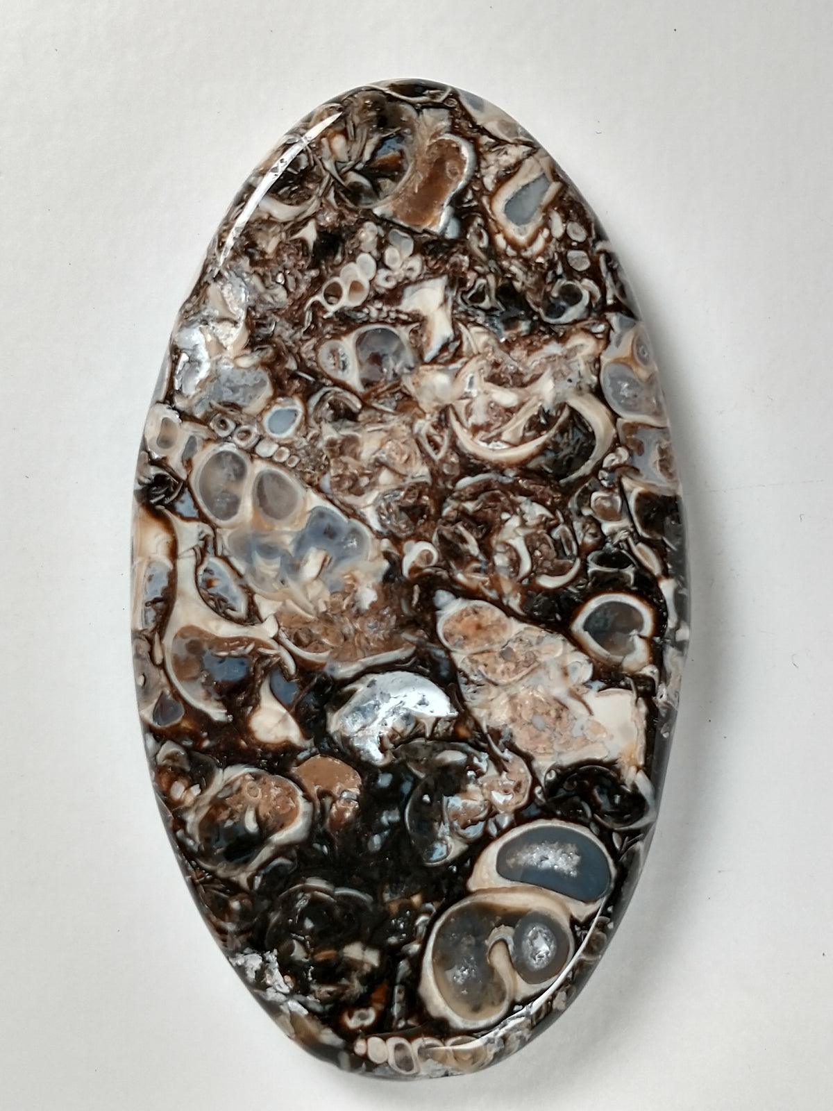 Turritella Agate Fossil Cabochon X Large