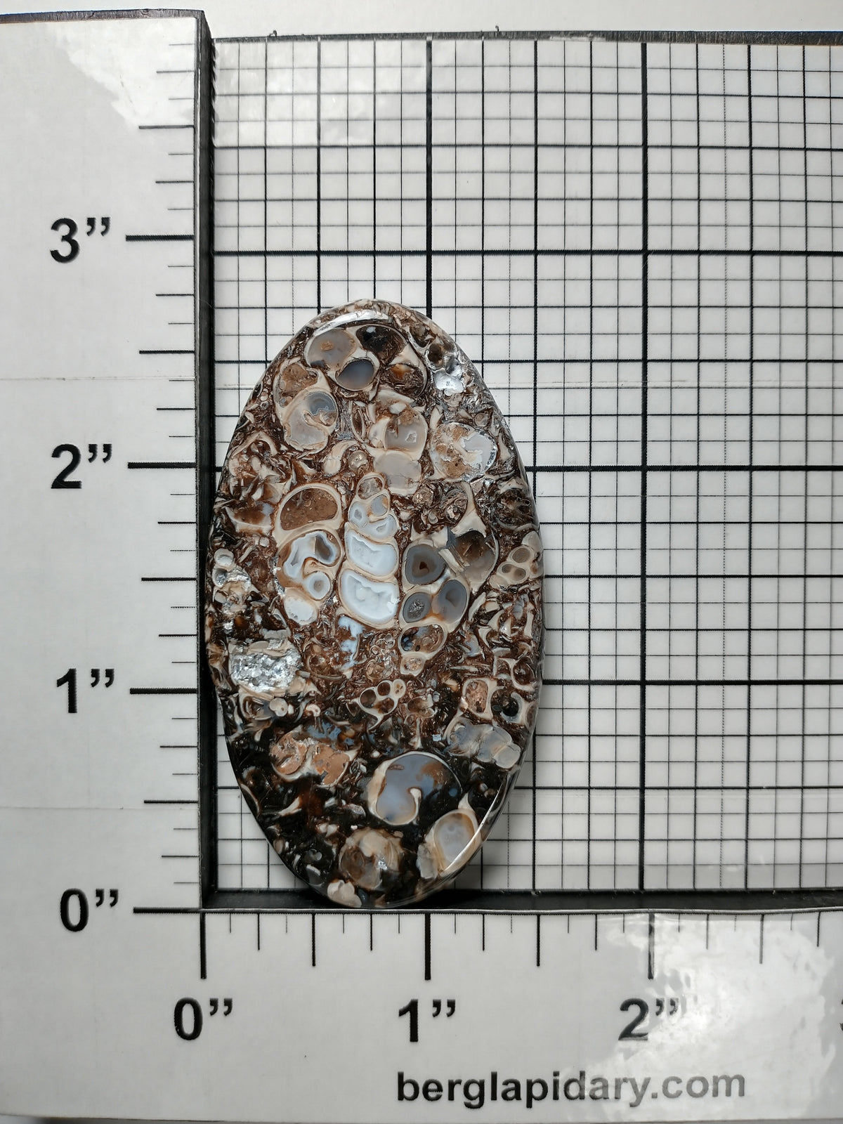 Turritella Agate Fossil Cabochon X Large