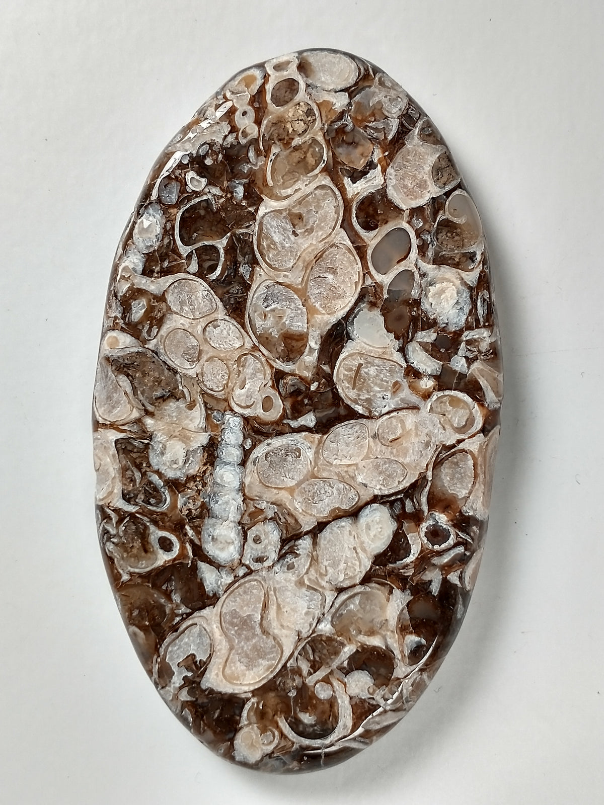 Turritella Agate Fossil Cabochon X Large