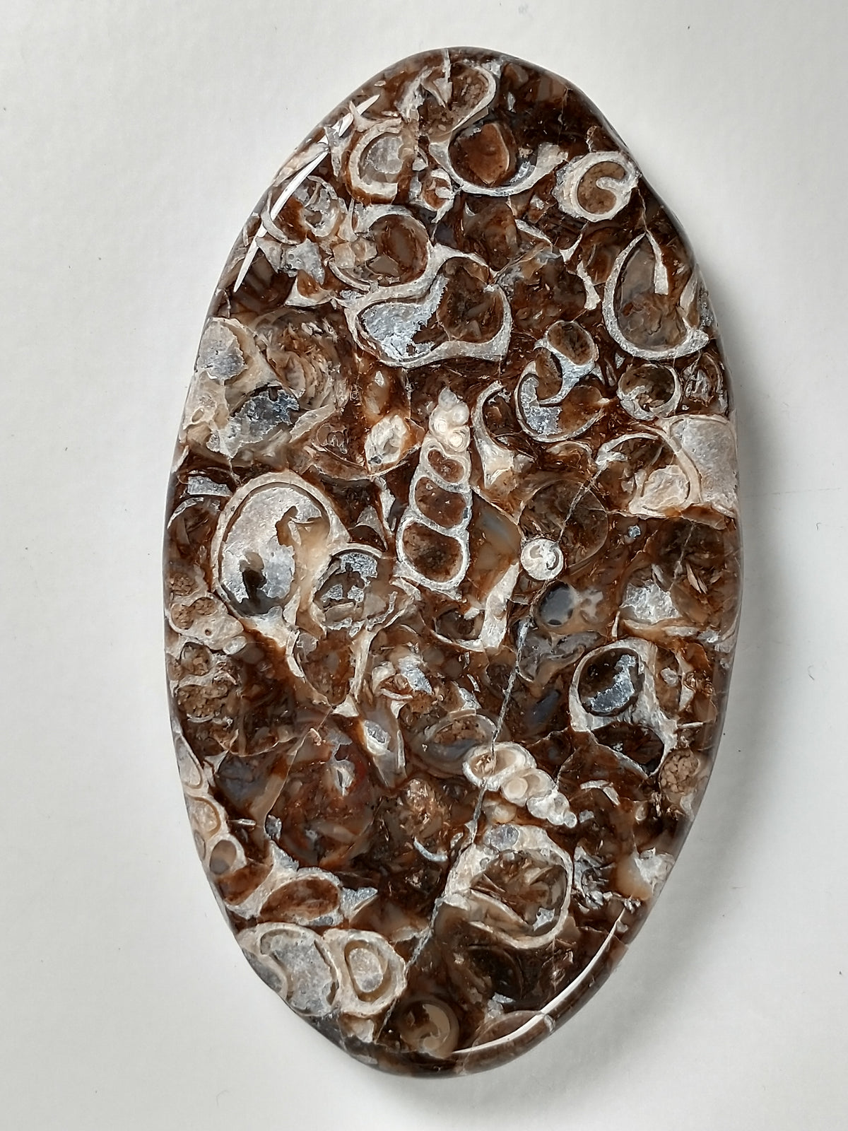 Turritella Agate Fossil Cabochon X Large