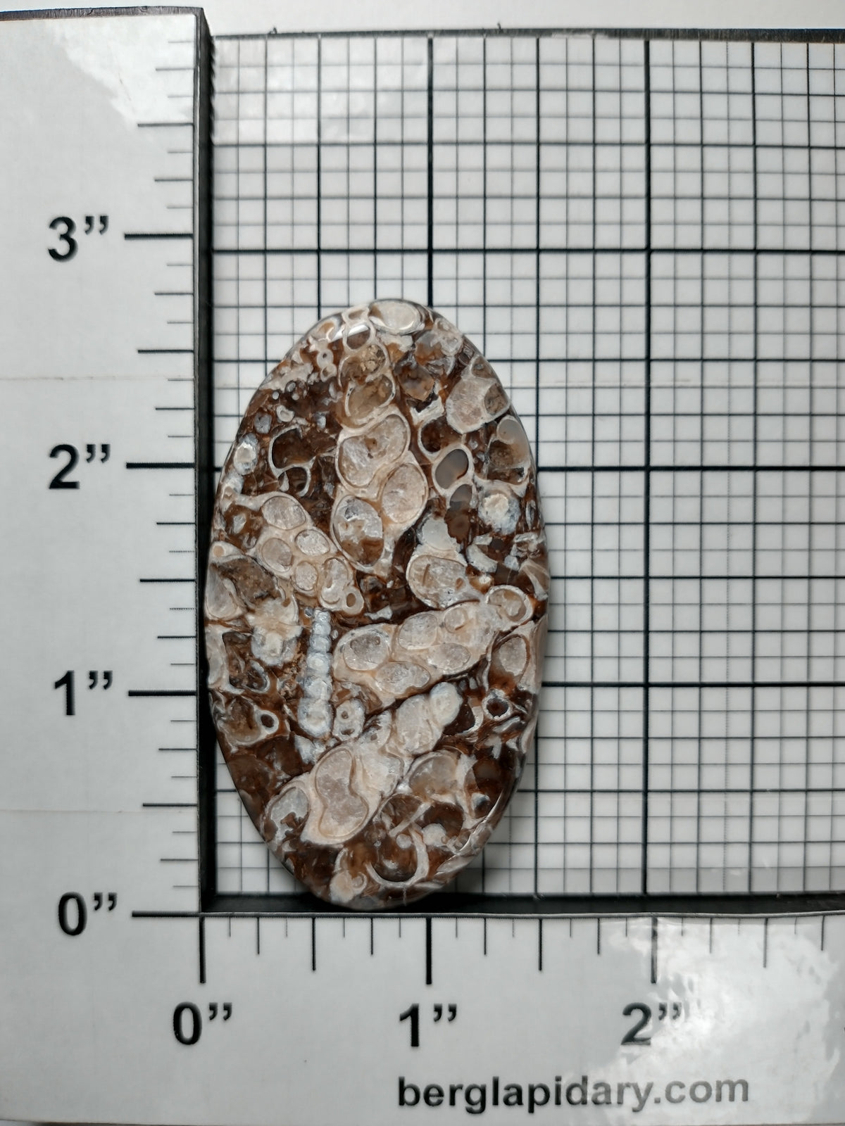 Turritella Agate Fossil Cabochon X Large