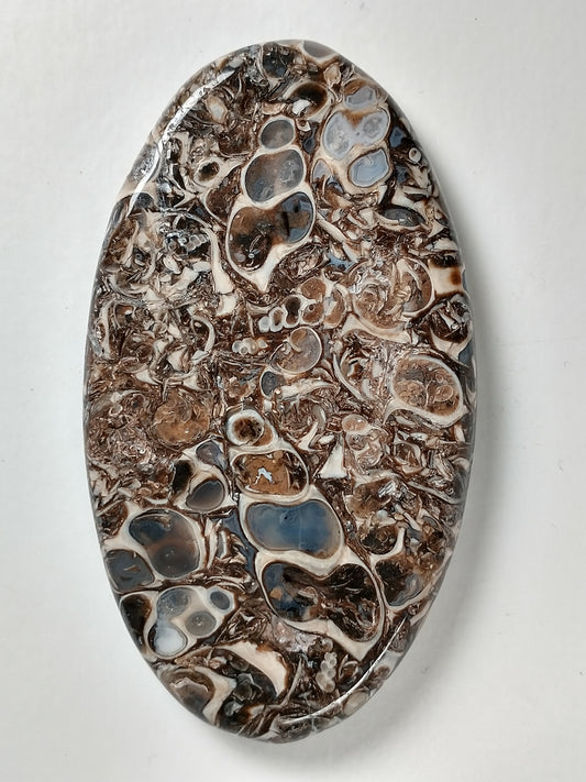 Turritella Agate Fossil Cabochon X Large