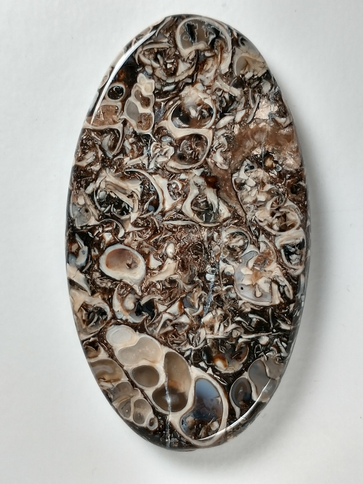Turritella Agate Fossil Cabochon X Large