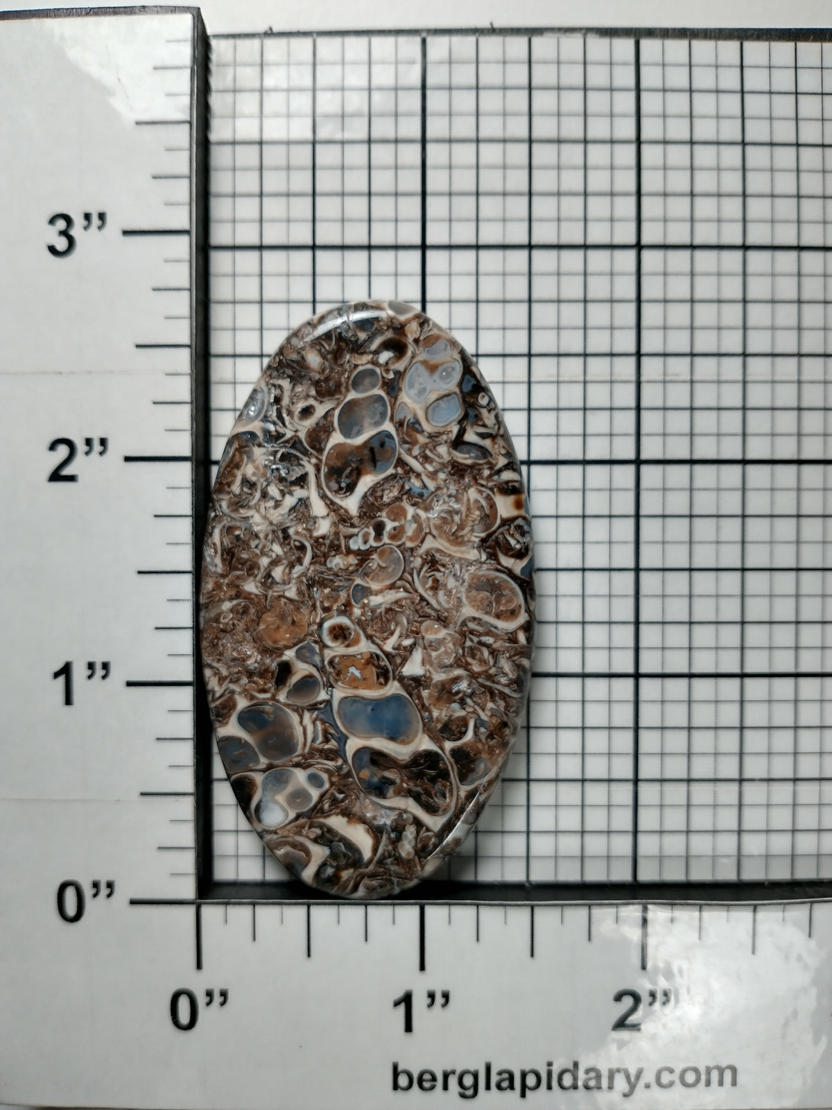 Turritella Agate Fossil Cabochon X Large